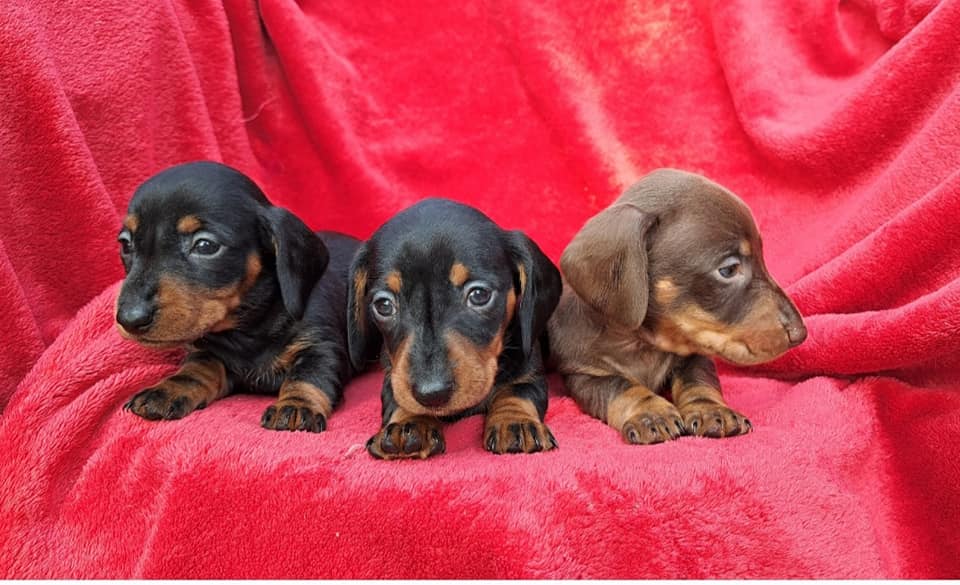 CUCCIOLI 2023