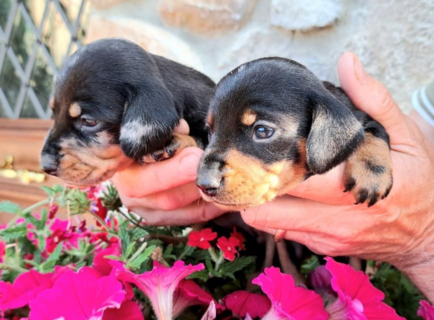 CUCCIOLI 2023 ARLECCHINI