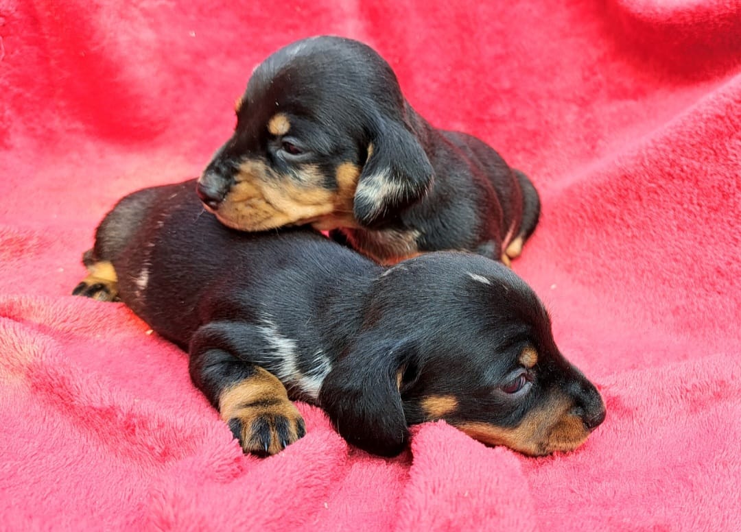 CUCCIOLI 2023