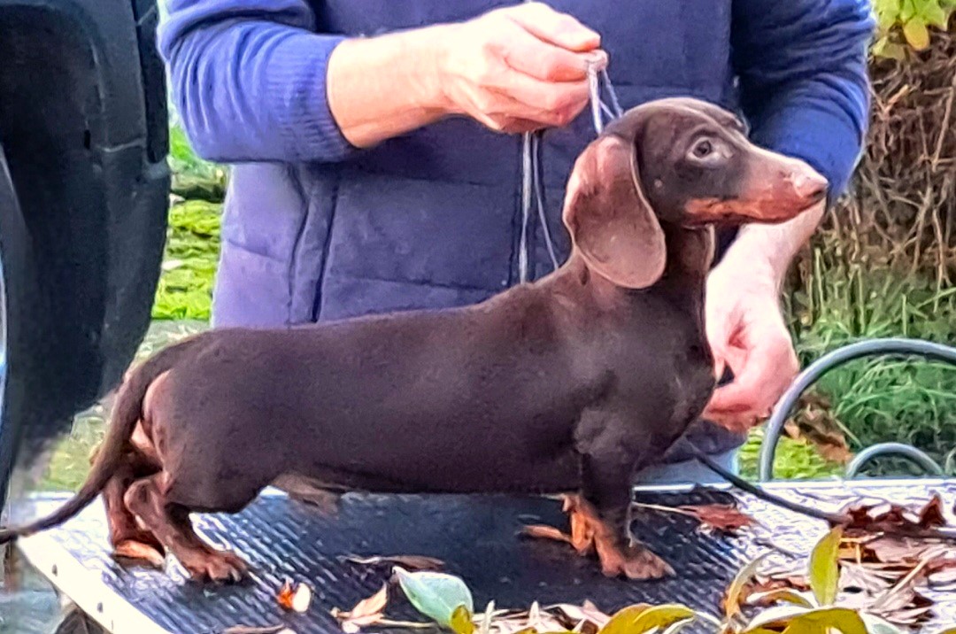 AGOSTINO BASSOTTO NANO PELO CORTO CHOCOLATE