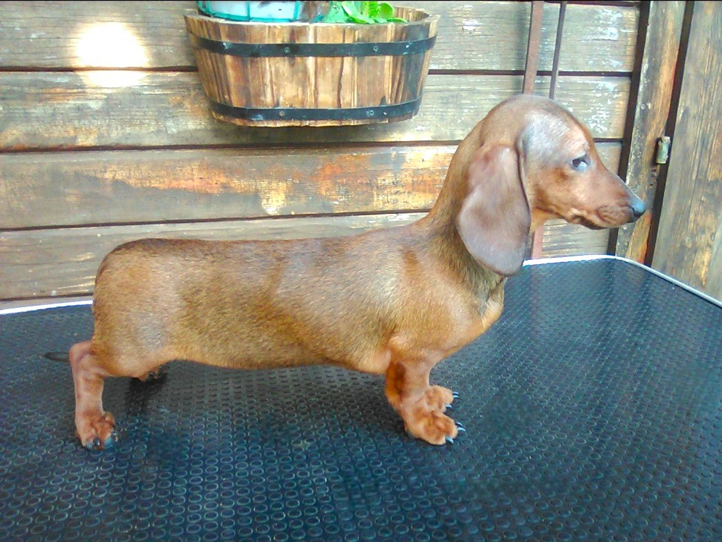 CUCCIOLA FULVA