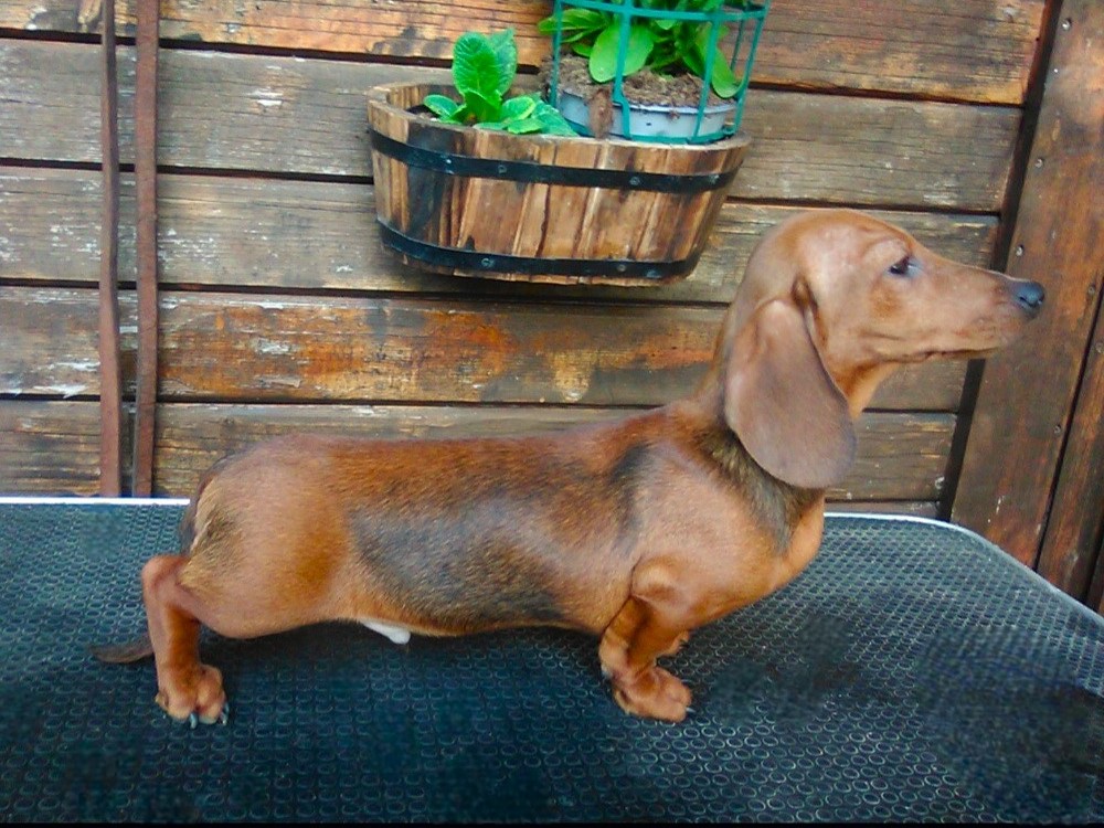 CUCCIOLO FULVO 