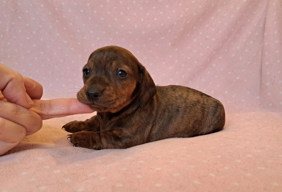 BASSOTTI CUCCIOLO TIGRATO FULVO BRINDLE